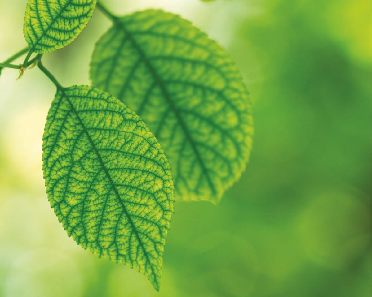 bio green gate biopackaging