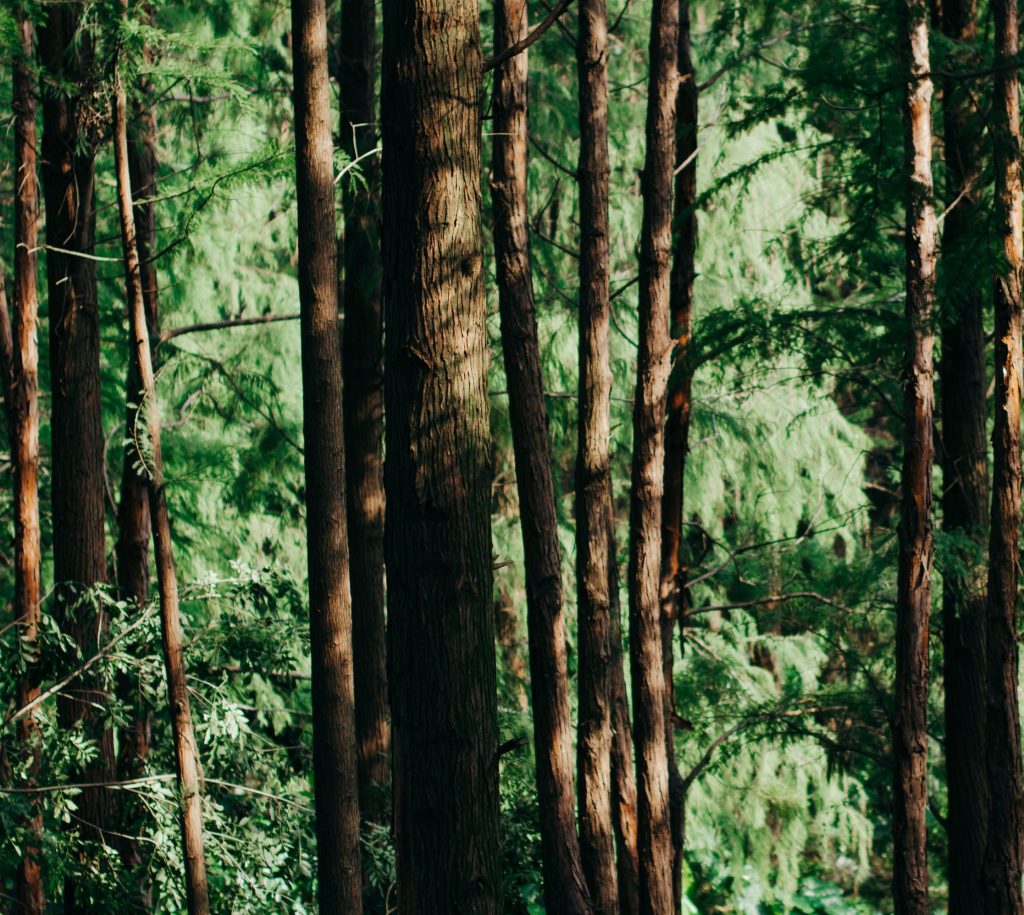 biogreengate foreste